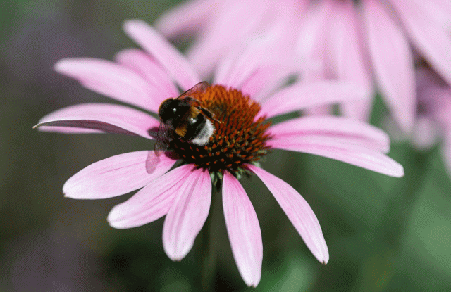 Biodiversity Day in the Seepark