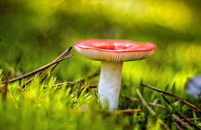 Mushroom tours at the green gates of Freiburg