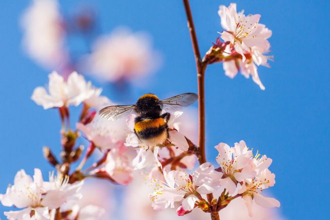 hummel auf einer Blume