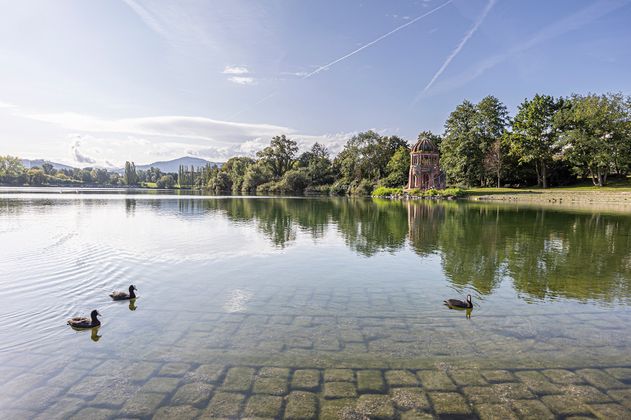 See mit Enten und Bäumen im Hintergrund 