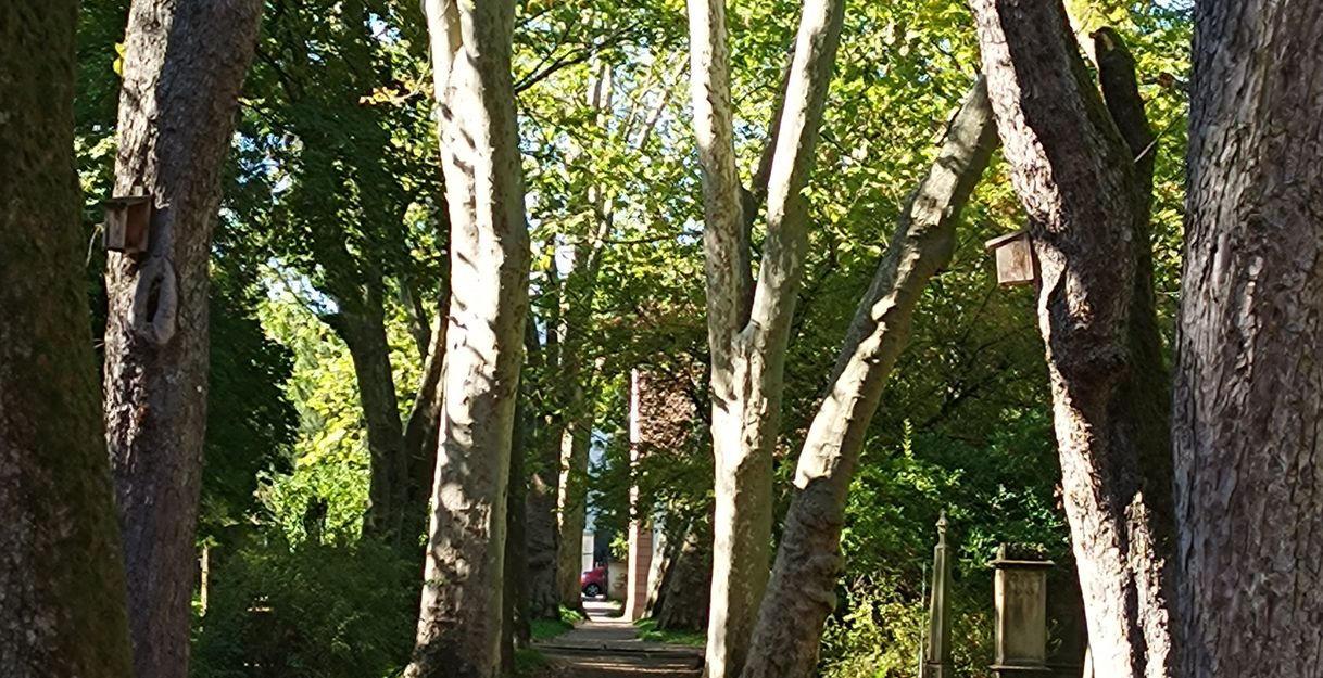 Allee Alter Friedhof