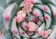 Die Blumenbinderin