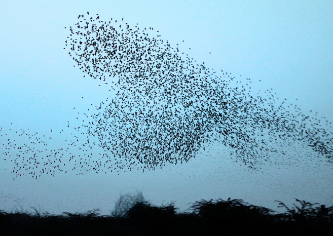 Vogelschwarm am Himmel