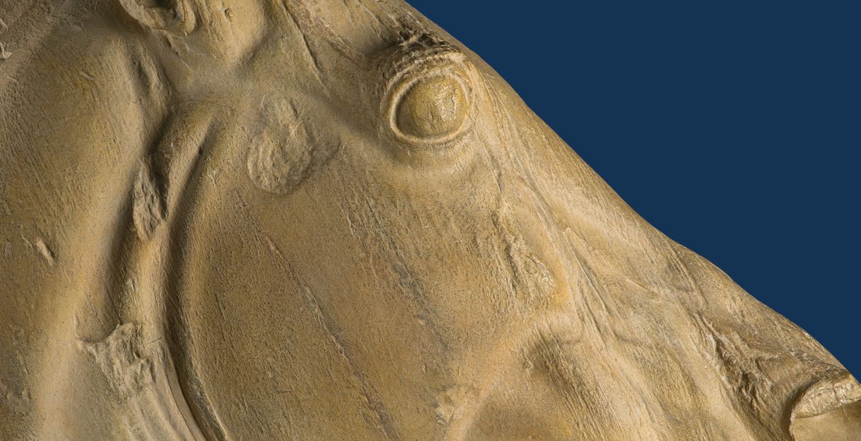 Pferdekopf O aus dem Ostgiebel des Parthenon, Athen (5. Jh. v. Chr.; Abguss Antikensammlung Kiel)