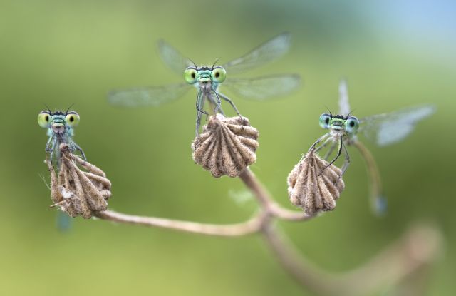 Facettenreiche Insekten – Vielfalt, Gefährdung, Schutz, © Alberto Ghizzi Panizza