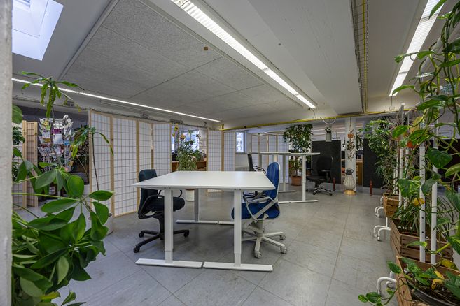 Ein moderner Büroraum mit weißen Tischen, blauen Bürostühlen und vielen Pflanzen.