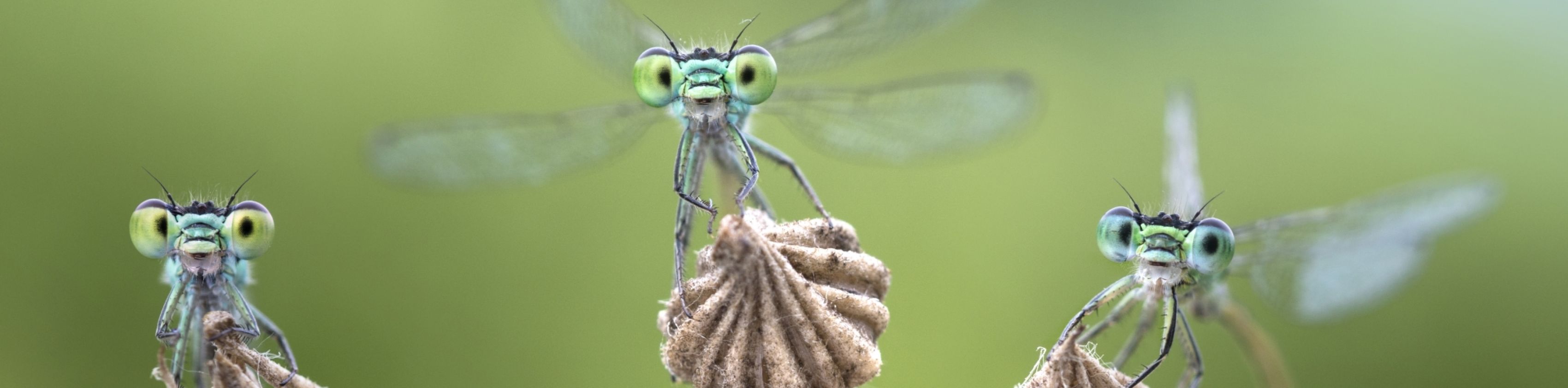 Kleinlibellen_c_Alberto Ghizzi Panizza