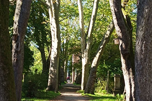 Allee Alter Friedhof