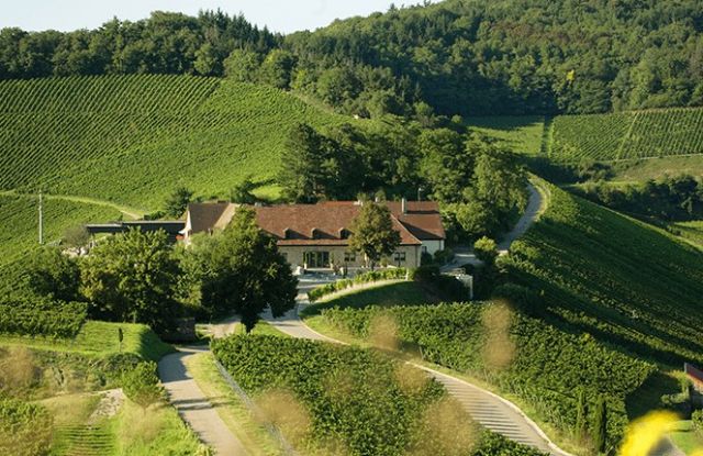 Weinspaziergang durch die VDP.GROSSE LAGE Blankenhornsberg Dokorgarten